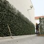 Hedera helix 'Woerner' (kant en klaar haag)